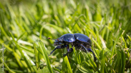 Fotografía Dor beetle with metallic blue shell crawling through green grass