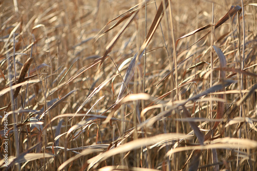 Obraz na plátně Reed sway in the wind.