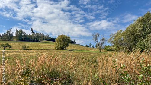 Golden Grasses Against a Blue Sky Backdrop
