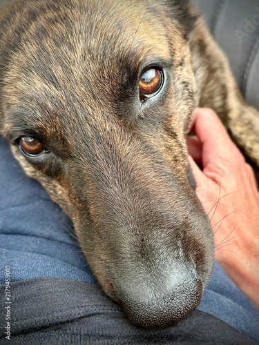 Adorable Dog Snuggling Close with Expressive Eyes