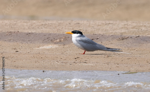 Картината върху платно River Tern on the River Chambal in India