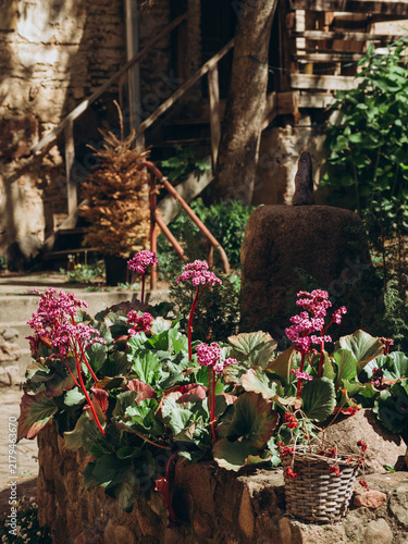 Canvas Print Vibrant pink blooms flourish beside stone steps in a rustic courtyard