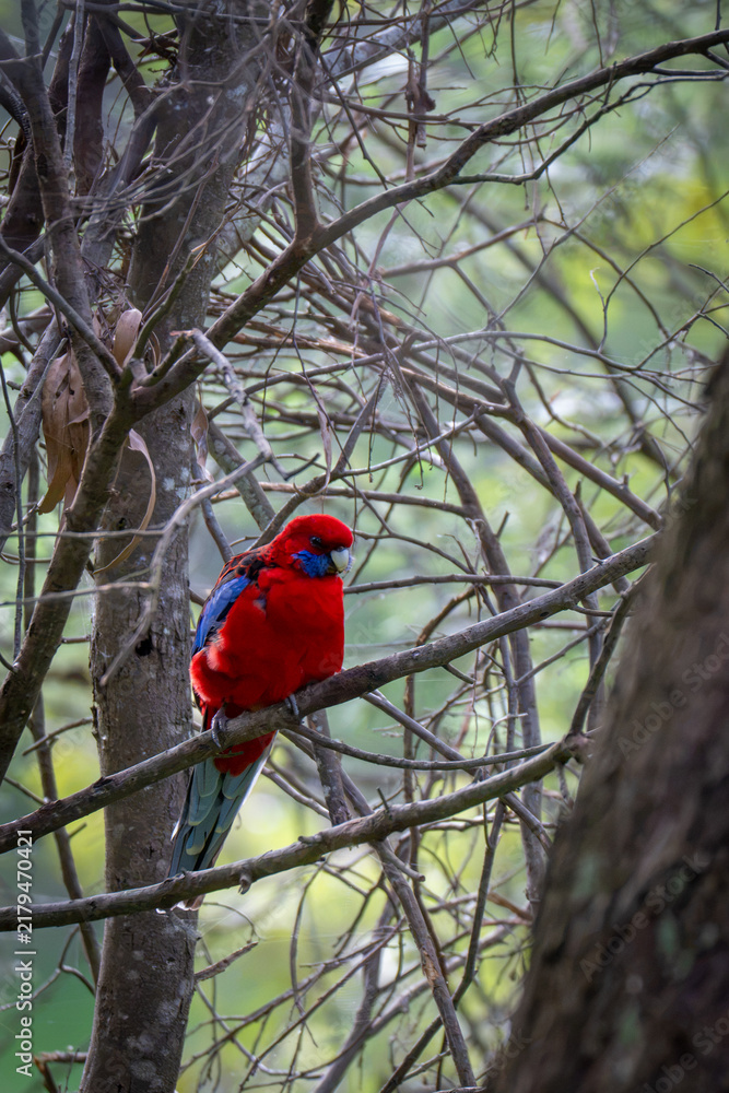 Obraz premium Crimson Rosella Portrait Perched Among Woodland Branches