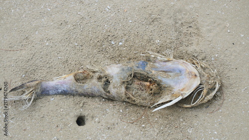 Dead Fish Decomposing on Sandy Beach Shoreline