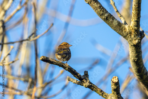 Bild auf Leinwand Female Chaffinch Seen From Behind on a Branch