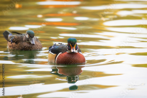 Foto A close-up of a male wood duck or Carolina duck (Aix sponsa)