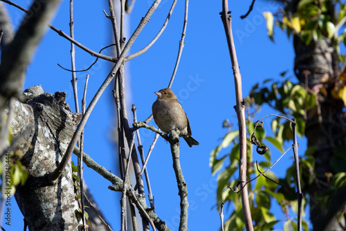 Canvas Print Female Chaffinch Perched on a Twig