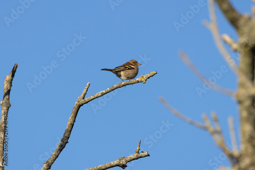 Photography Female Chaffinch on a Dead Branch