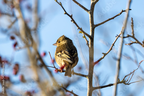 Cuadro en lienzo Female Chaffinch Near Red Berries