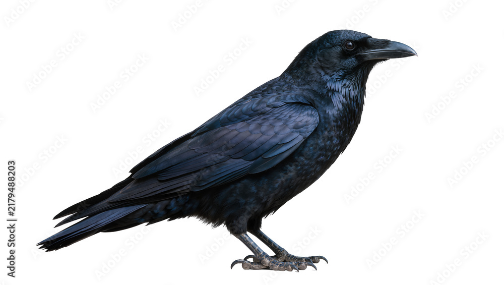 Obraz premium Detailed black crow bird with dark feathers, isolated on transparent background