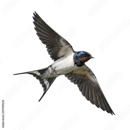 Barn swallow bird in flight isolated on white background