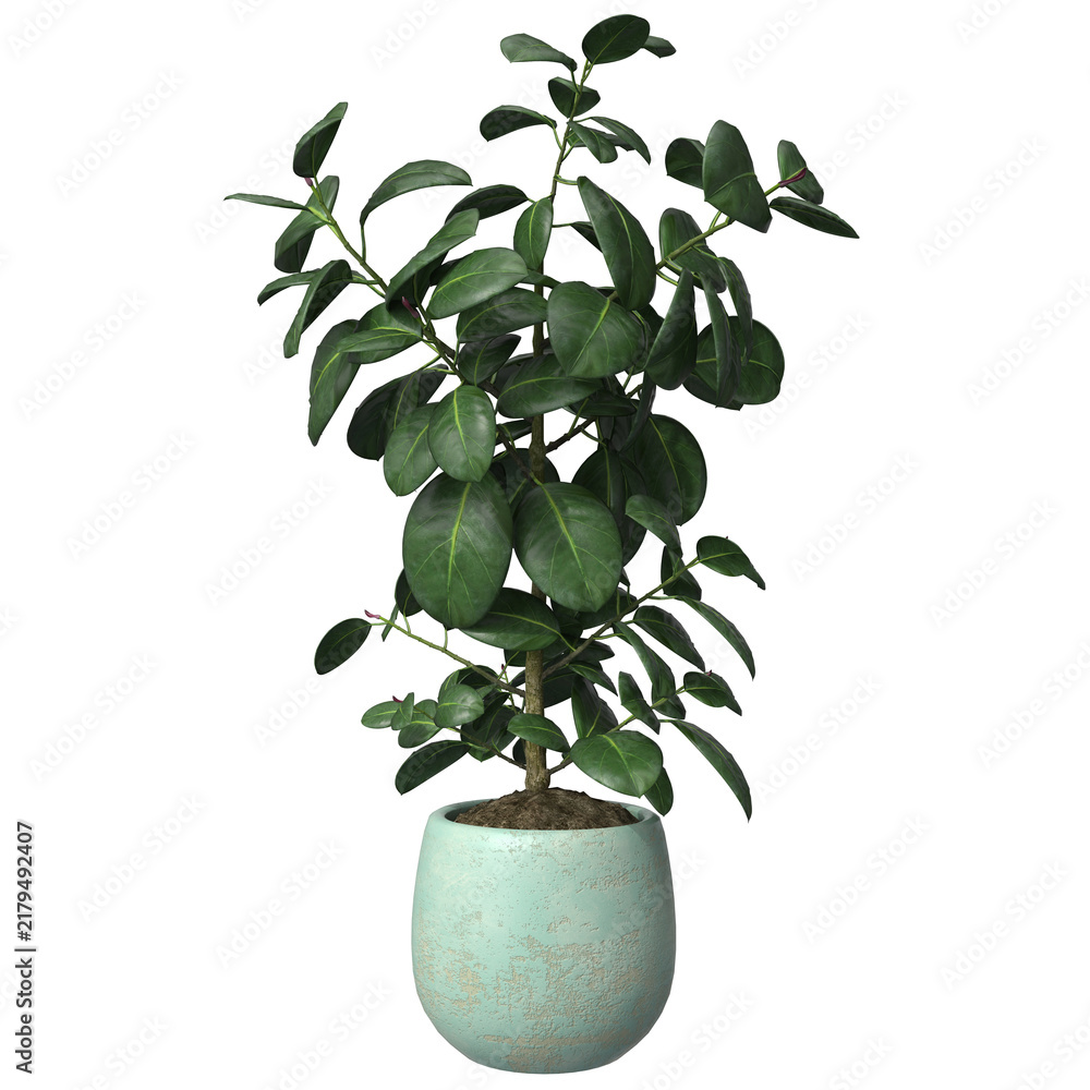 Obraz premium Tall lush rubber plant ficus with glossy green leaves in mint turquoise ceramic planter. Houseplant for modern interior and office decor