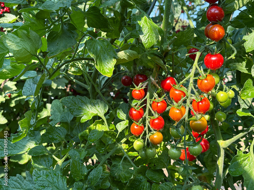 Bunch of fresh ripe red grape tomatoes hanging on the vine in organic garden