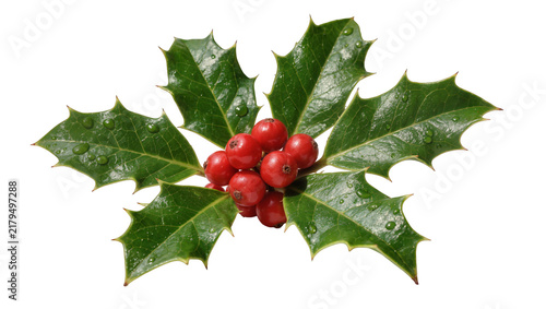 Glossy green holly leaves with red berries, isolated on transparent background