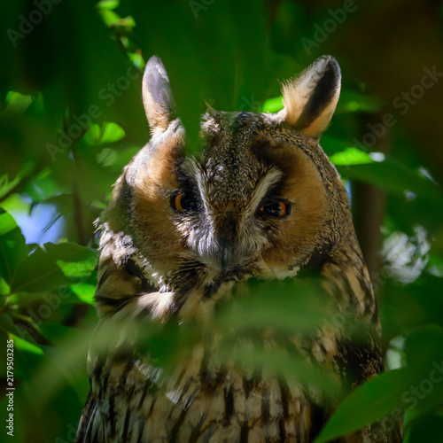 Fotografie Long-eared Owl at daytime roost.