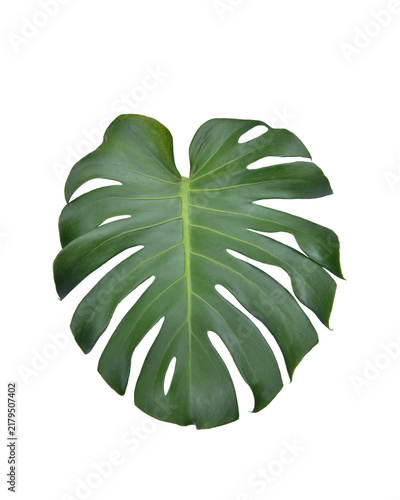 Фотография Monstera green fern leafisolated on white background