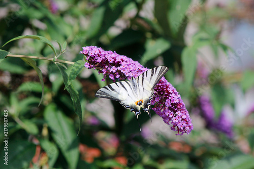 Southern swallowtail butterfly on a buddleia flower
