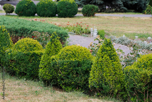 trimmed ornamental bushes in the park

