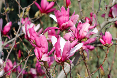 blooming pink magnolia in spring


