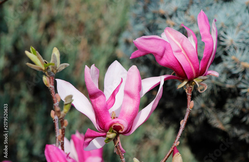 blooming pink magnolia in spring

