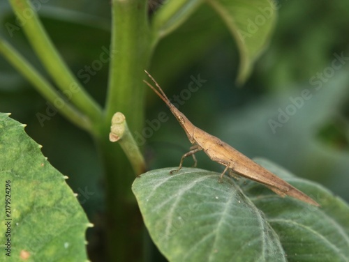 Bild auf Leinwand Close up of a brown slant-faced grasshopper (Atractomorpha crenulata) resting on a fresh green leaf