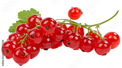 Vibrant red currants with water droplets on a green stem, isolated on transparent background