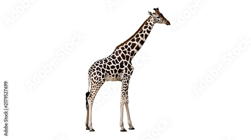 Photography Tall spotted giraffe standing gracefully, isolated on transparent background