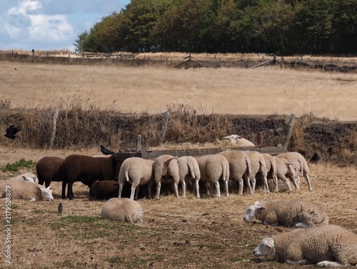 Large flock of sheep grazing and resting in a dry rural meadow with farm animals