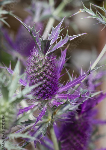 Obraz na plátně Eryngium leavenworthii with purple spiny bracts