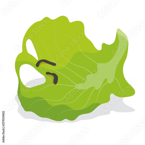 worms on cabbage leaves vector.
