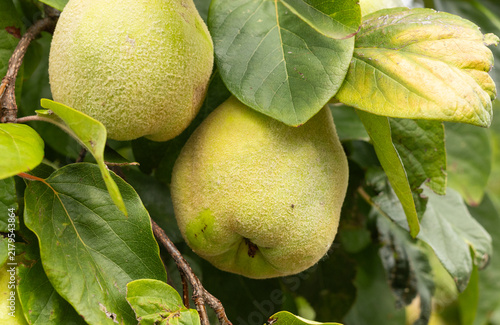 Close-up of Quince fruit hanging in the tree. English Orchard. 