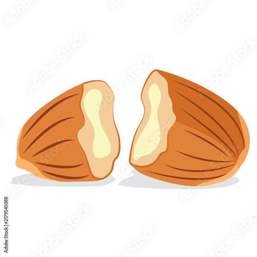 Almond nut half cut vector.