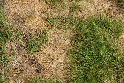 Dry brown patches of scorched grass lawn due to drought and heatwave