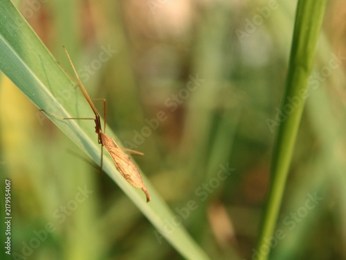 Fotografie Close up shot of a slender brown rice bug perched on a vibrant green blade of gr