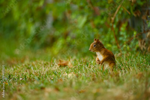 Картината върху платно Red squirrel sitting upright on its hind legs in short grass, with its front paw