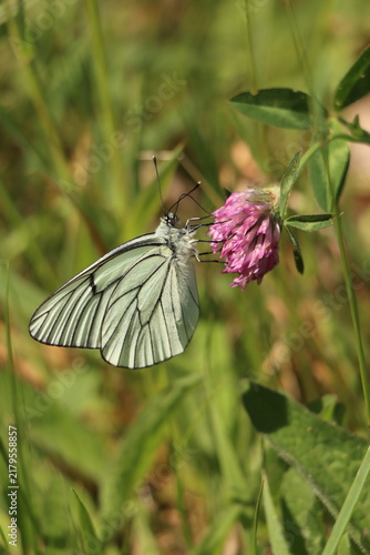 Fotografía Papillon Aporia