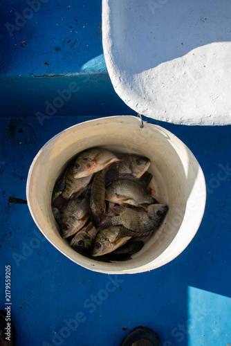 Картината върху платно Fresh Tilapia Fish in White Bucket on Fishing Boat, Lake Oloiden, Kenya