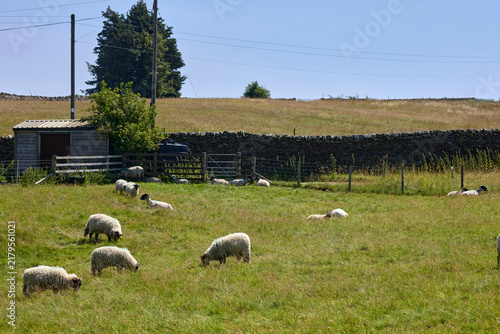 Dalesbred sheep and lambs grazing on land before the drought set in, Nidderdale, North Yorkshire