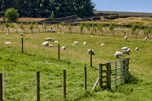 Dalesbred sheep and lambs grazing on land before the drought set in, Nidderdale, North Yorkshire