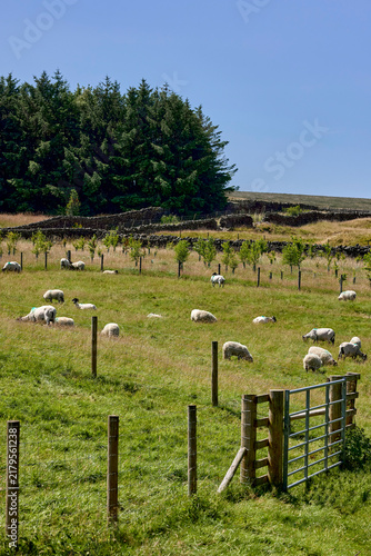 Dalesbred sheep and lambs grazing on land before the drought set in, Nidderdale, North Yorkshire