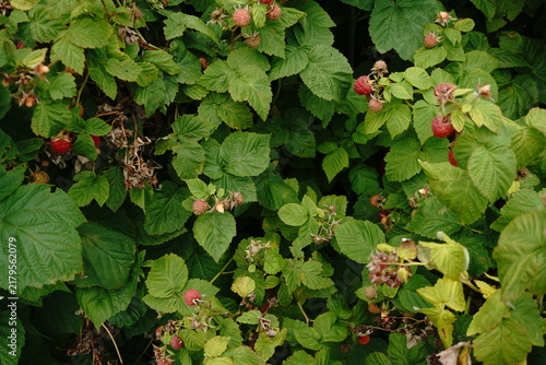 Canvastavla Vibrant red raspberries ripen on lush green leafy bramble bushes natural outdoor