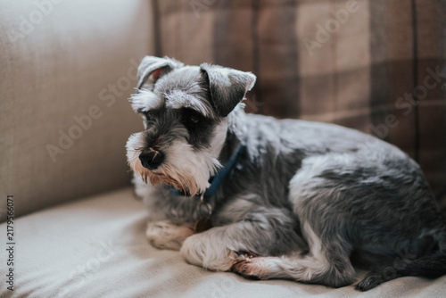 Canvas Print miniature schnauzer dog