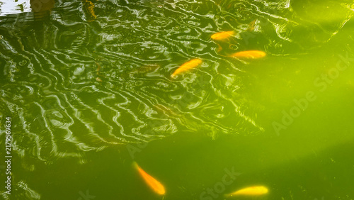 фотографія Golden fish swimming in green murky pond with sunlight reflection and water ripp