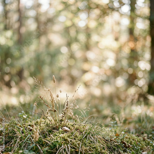 Dried grasses and a small mushroom growing from a mossy forest floor mound