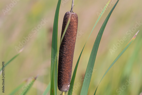 фотографія Tall cattail standing proudly among vibrant green reeds in a serene wetland duri