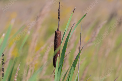 Foto Exploring the beauty of cattails swaying gently in the breeze during a warm afte