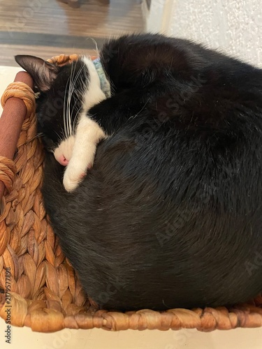 Картината върху платно Gatita negra y blanco durmiendo en un canasto