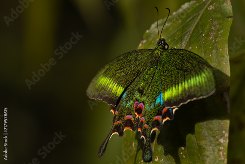 bug on leaf