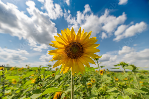 Fotografie Bright sunflowers bloom under a vast sky filled with fluffy clouds in a serene f