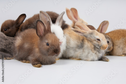 Fotografie portrait group of baby rabbits isolated on white background